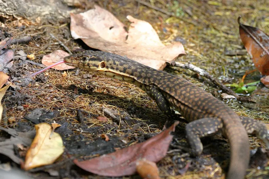 The Mitchell's water monitor card