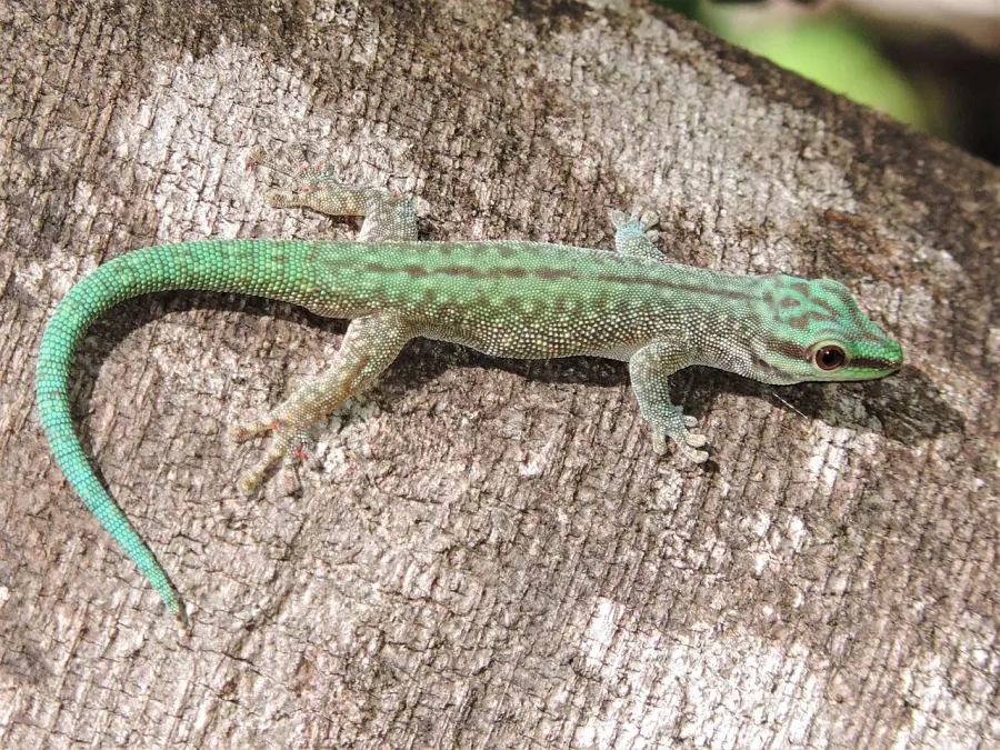 La carte Phelsuma abbotti
