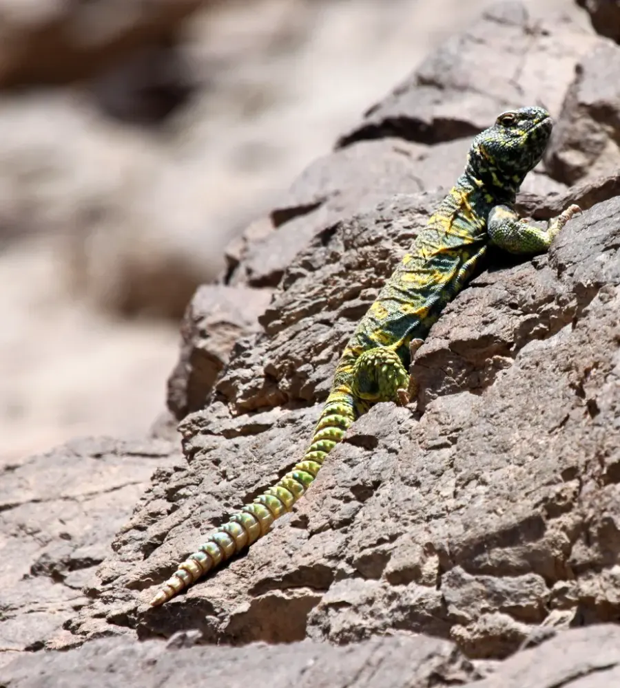 The Uromastyx ornata card