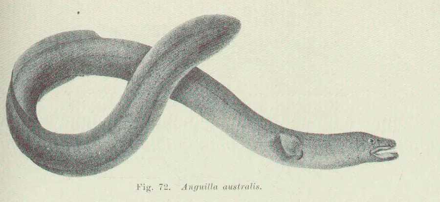 The Short-finned eel card