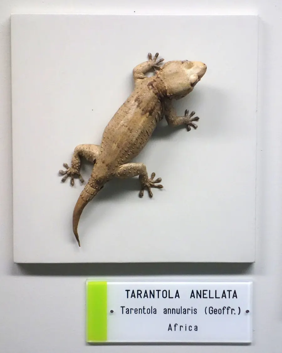 La carte Tarentola annularis