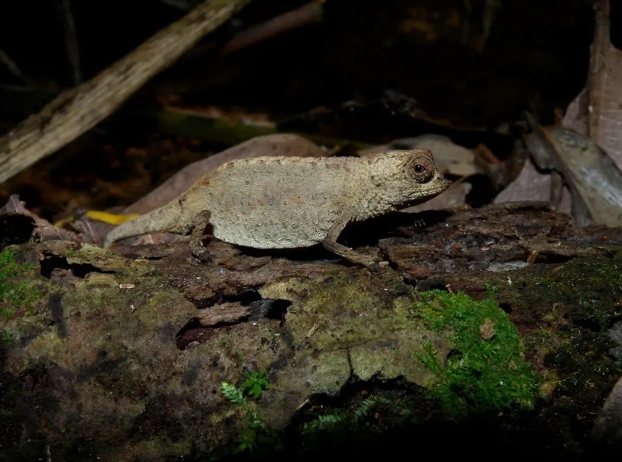 La carte Brookesia peyrierasi