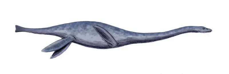 La carte Mauisaurus