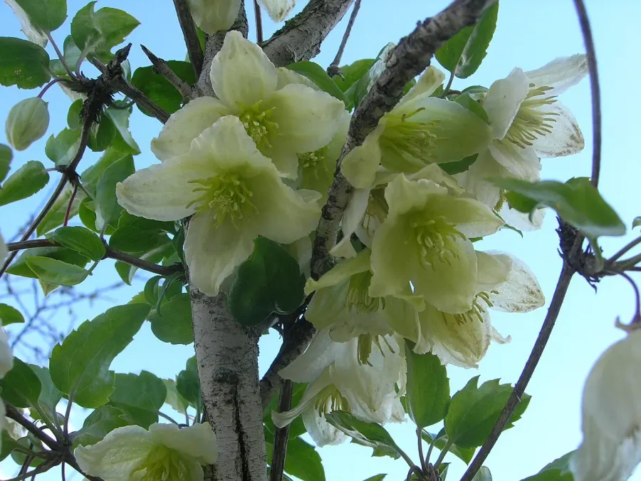 La carte Clematis cirrhosa
