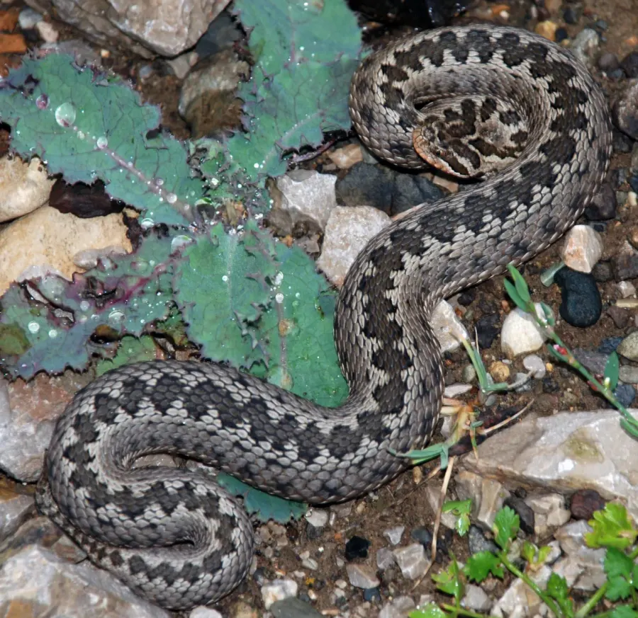 The Vipera eriwanensis card