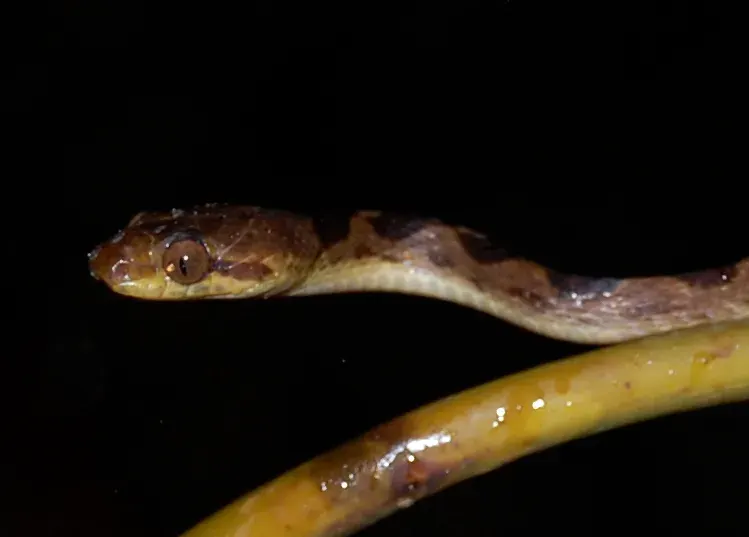 The Leptodeira card
