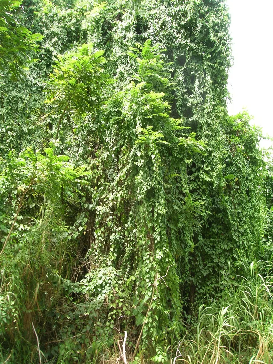 The Cissus verticillata card