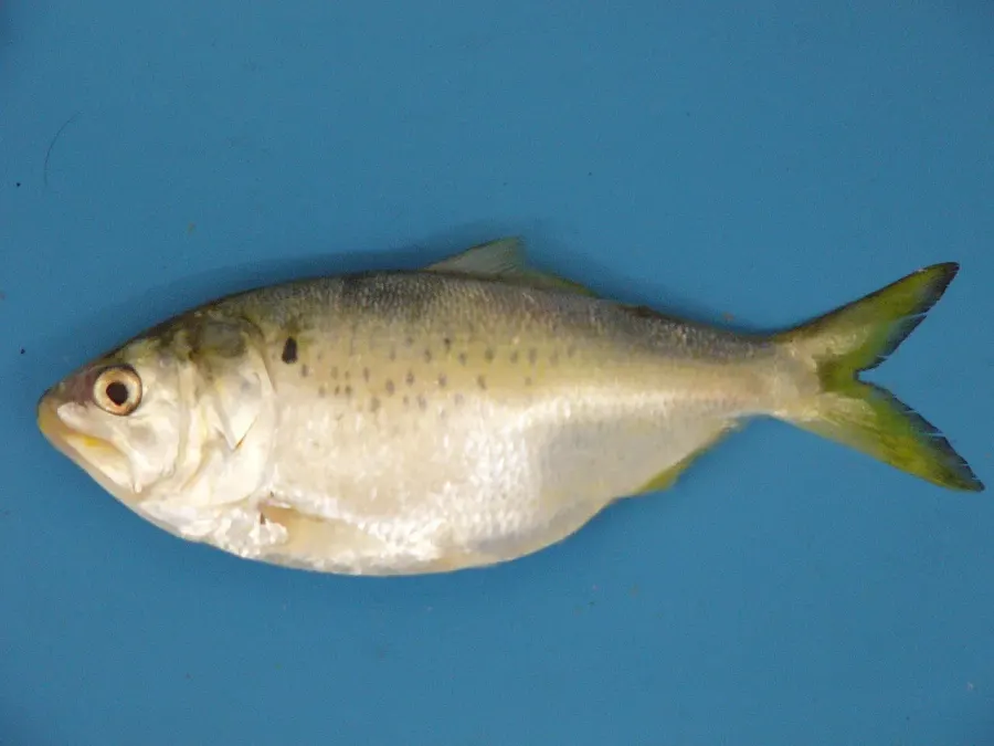 La carte Clupeidae
