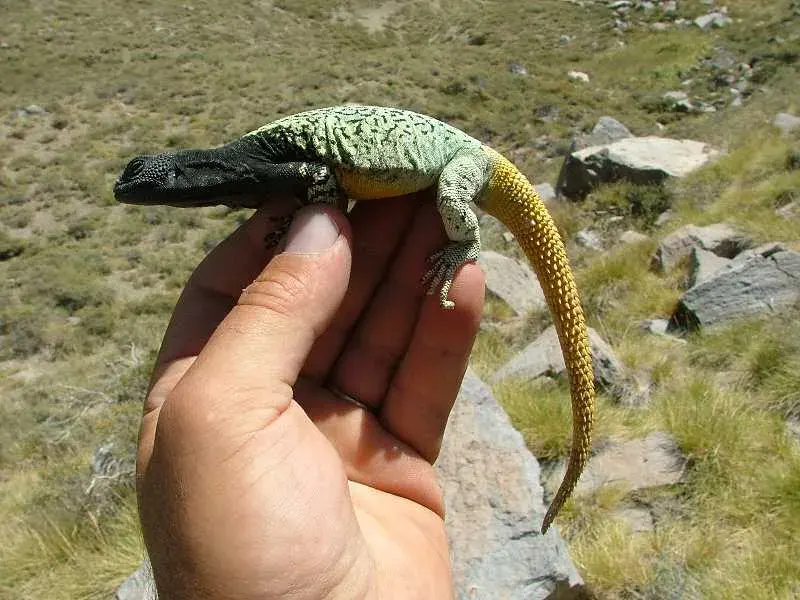 The Phymaturus card