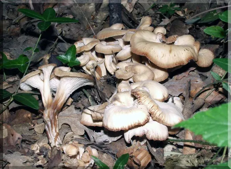 La carte Lentinellus cochleatus