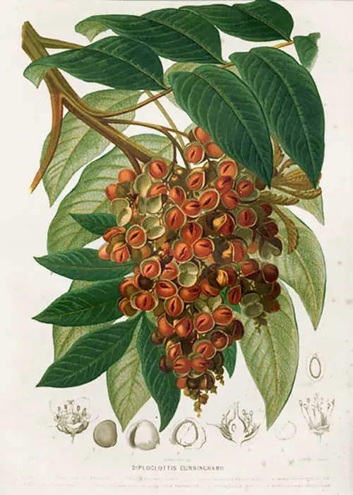 La carte Sapindaceae