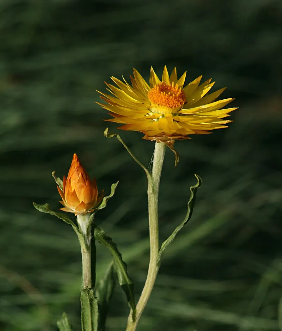 La carte Xerochrysum