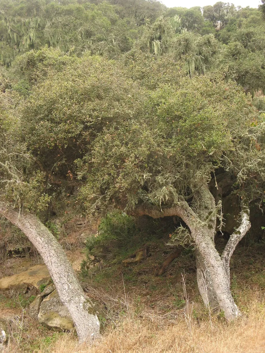 La carte Quercus tomentella