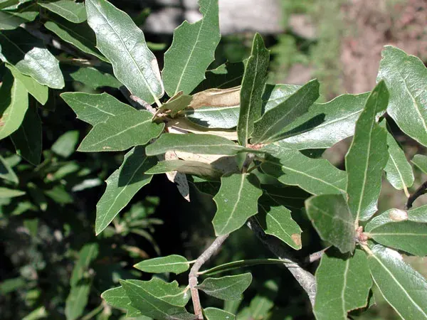 La carte Quercus emoryi
