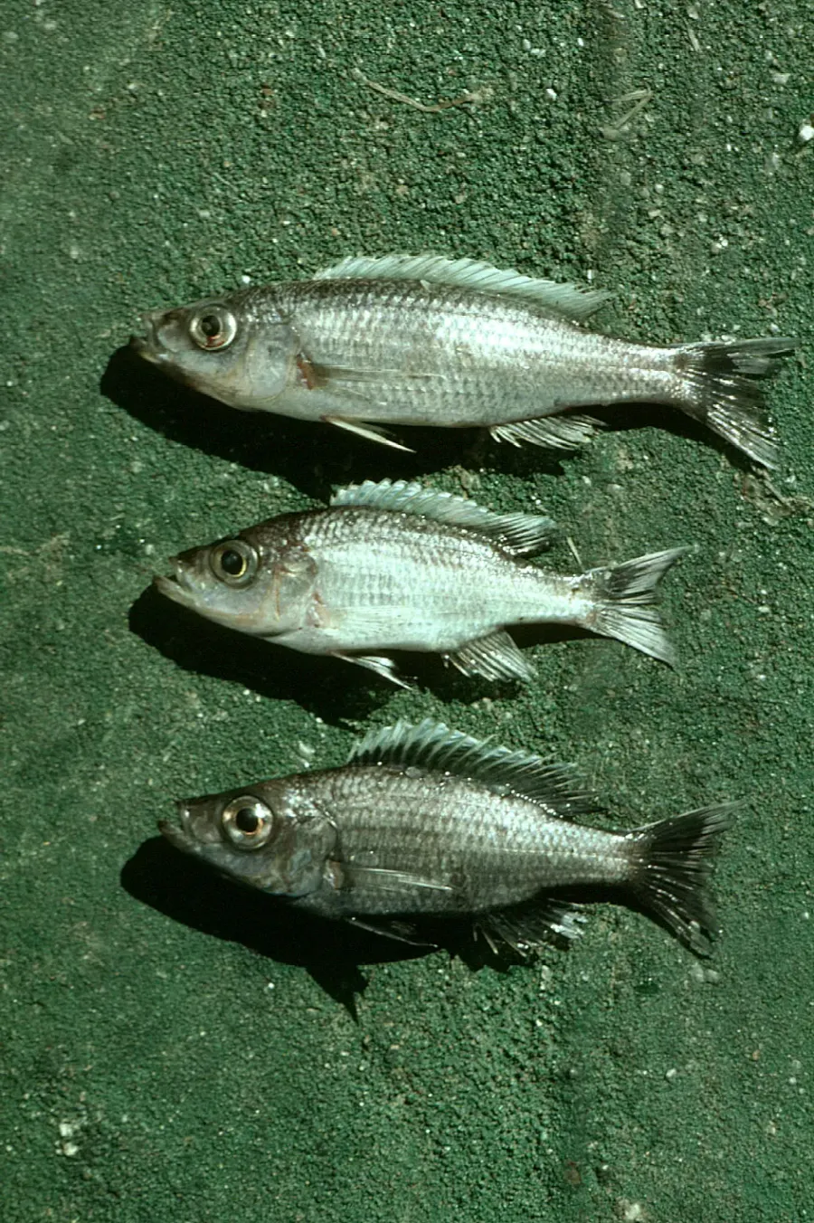The Diplotaxodon card