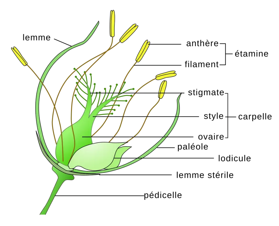 The Agrostology card