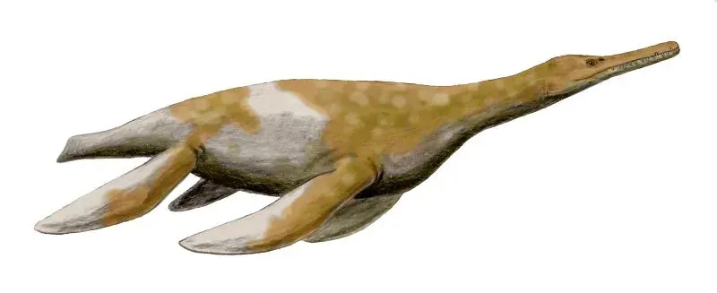 The Trinacromerum card
