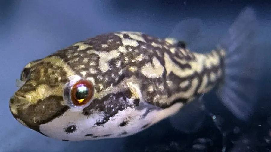 La carte Carinotetraodon lorteti