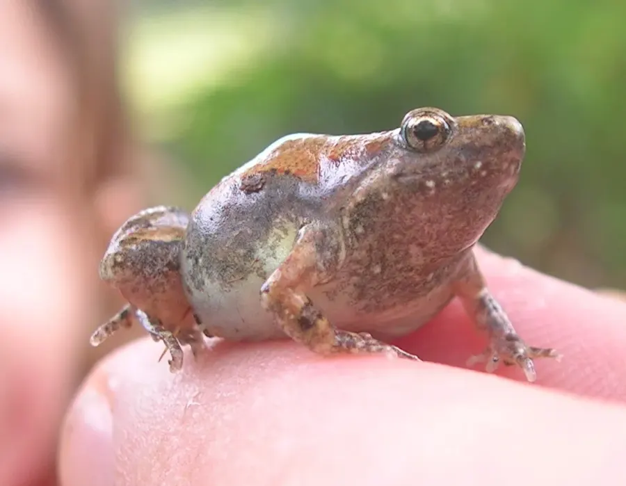 The Microhyla ornata card