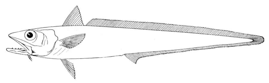 La carte Macruronus