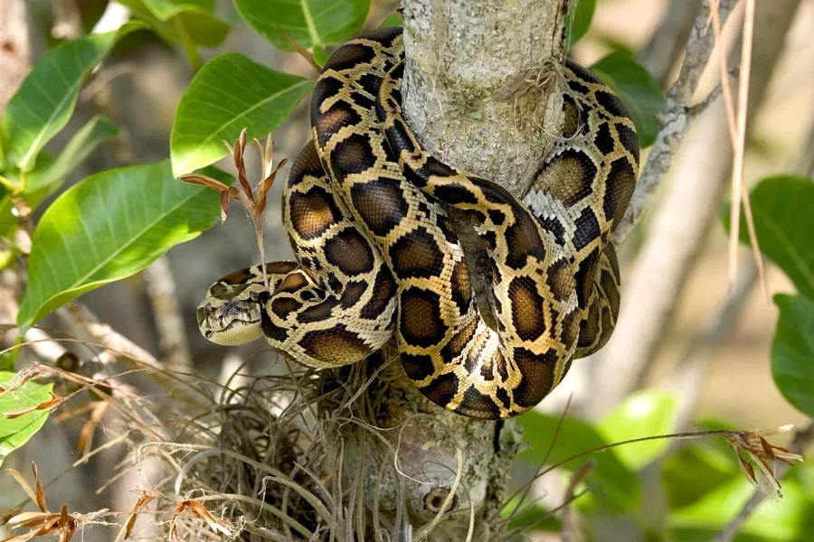 La carte Python bivittatus
