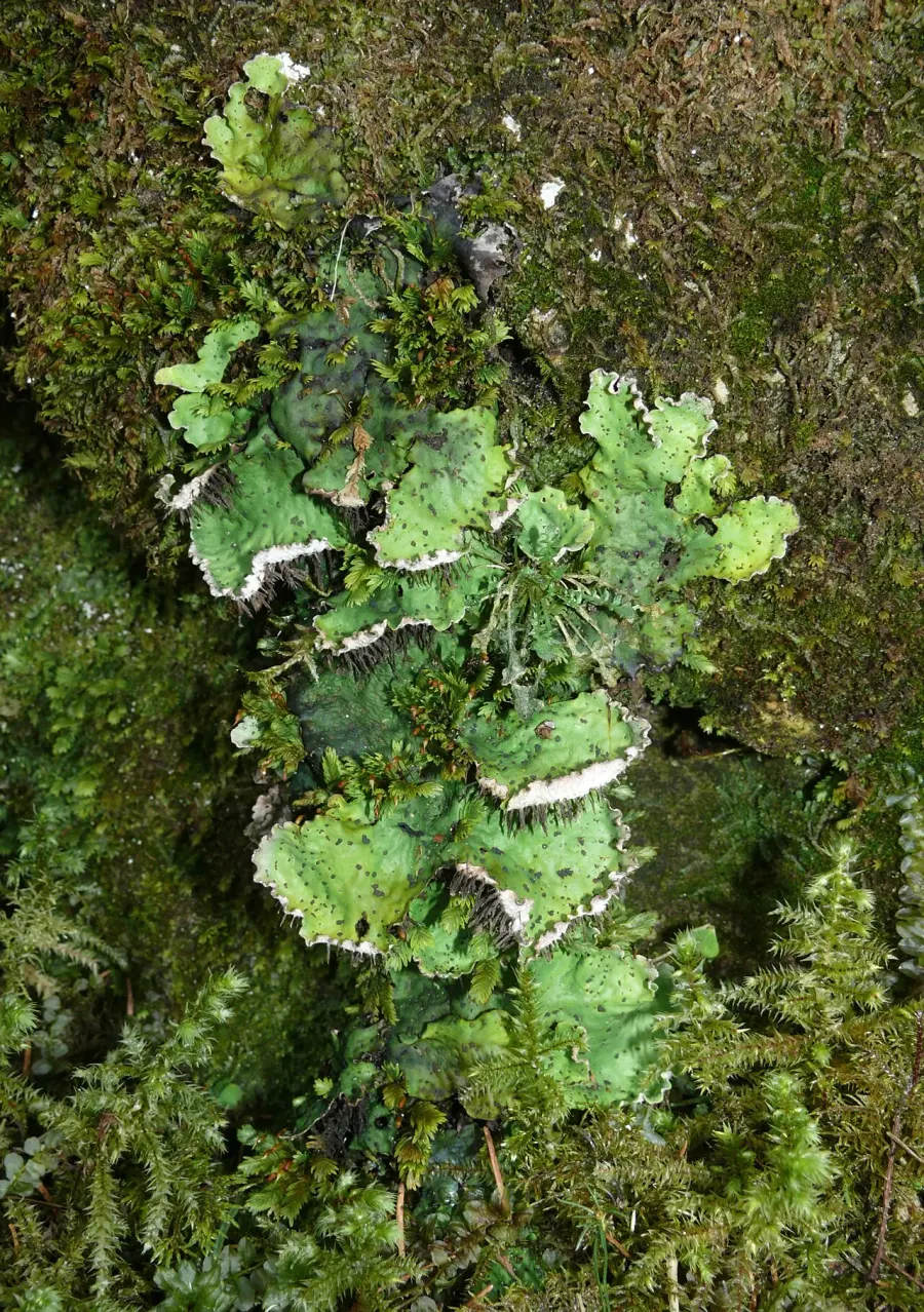 The Peltigera card