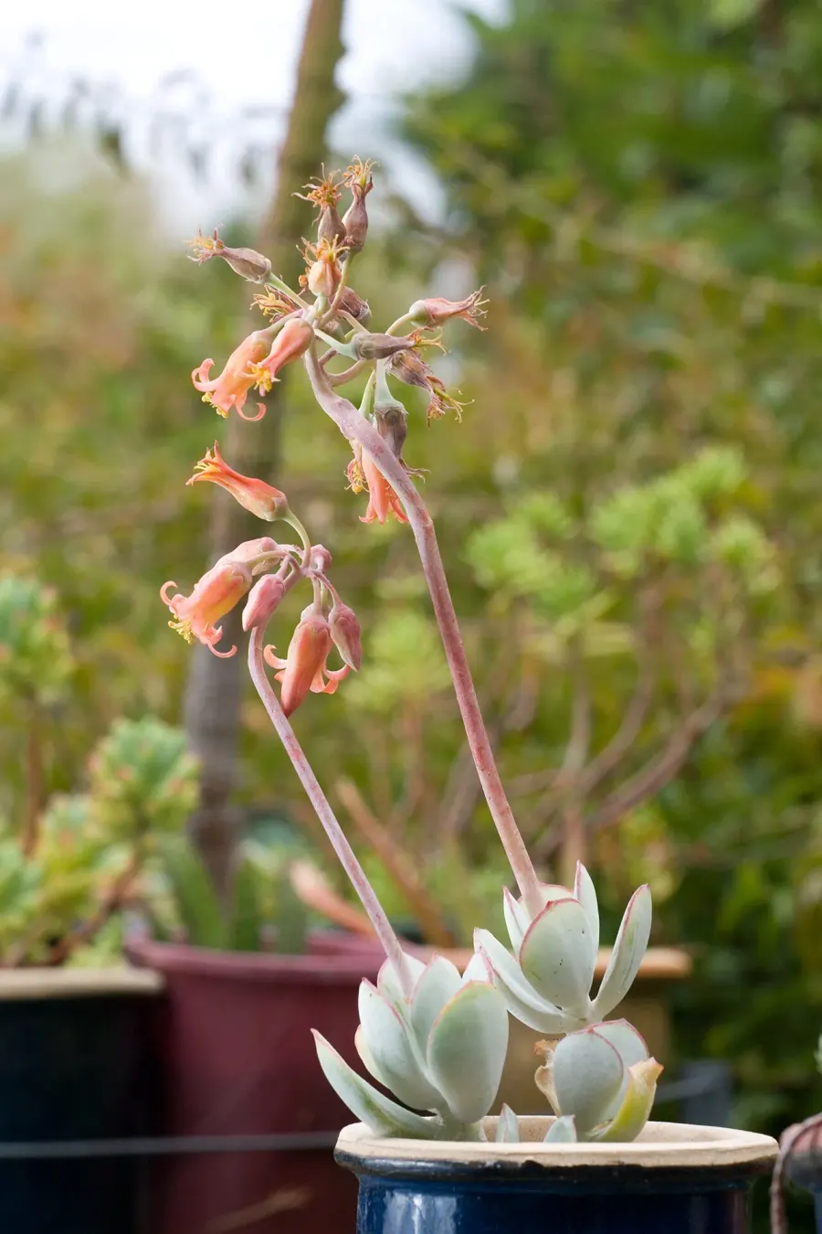 La carte Cotyledon orbiculata