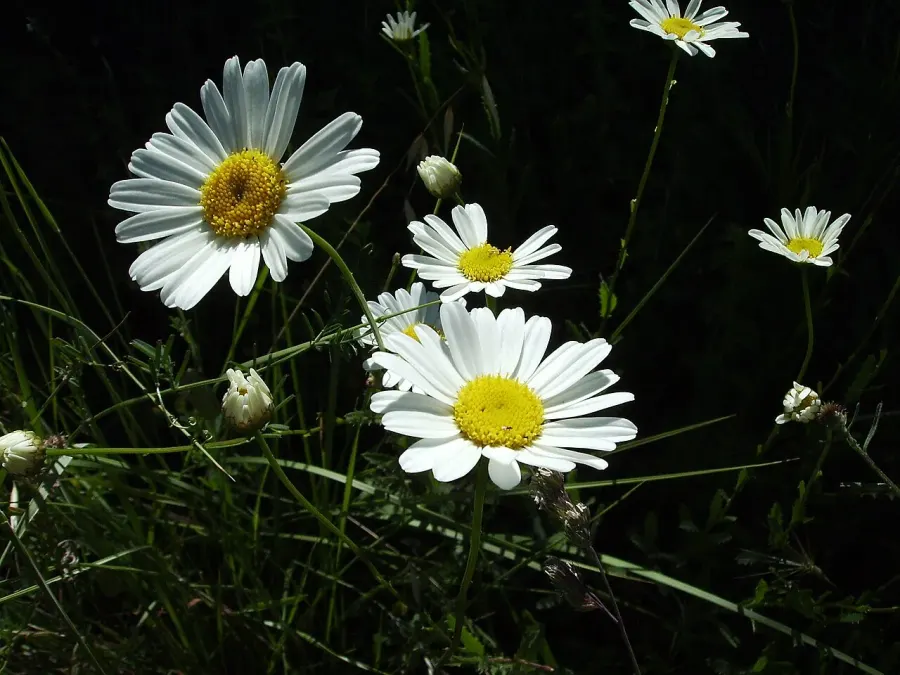 The Leucanthemum vulgare card