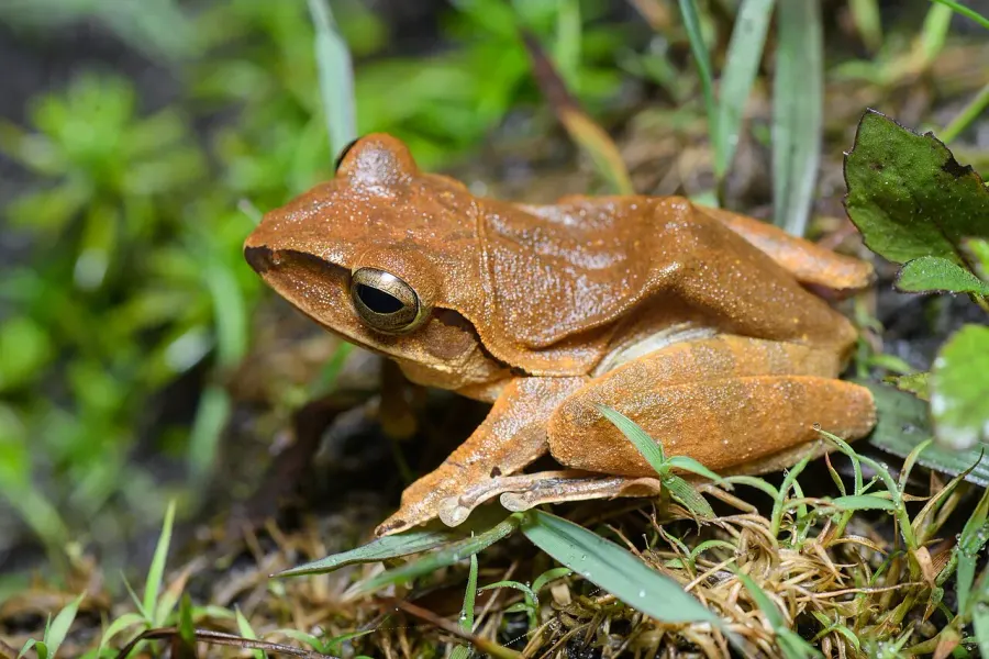 The Polypedates megacephalus card