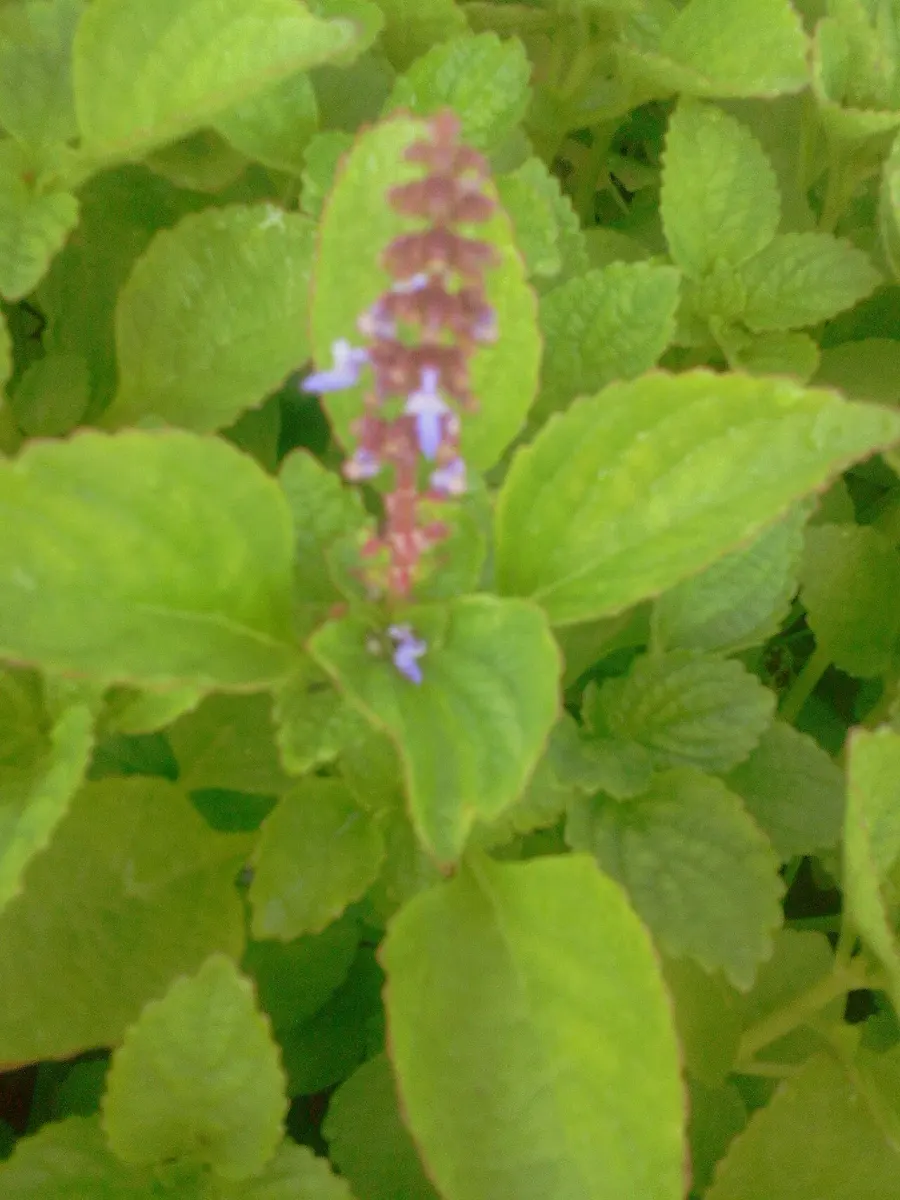 La carte Plectranthus rotundifolius