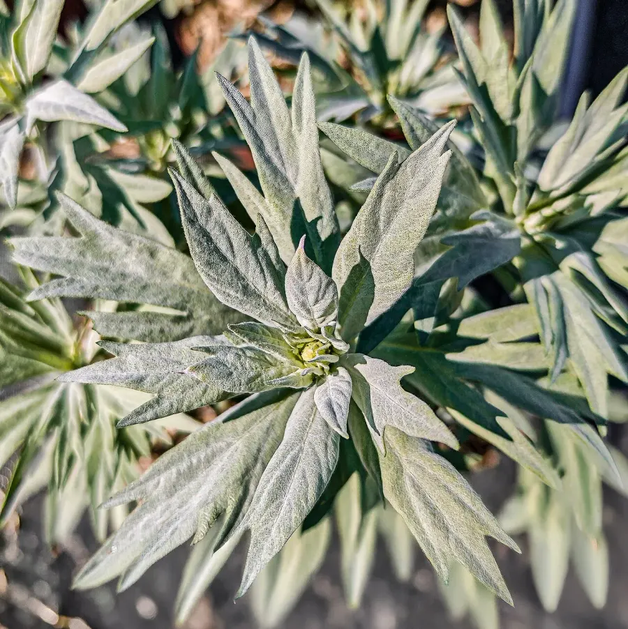 La carte Artemisia ludoviciana