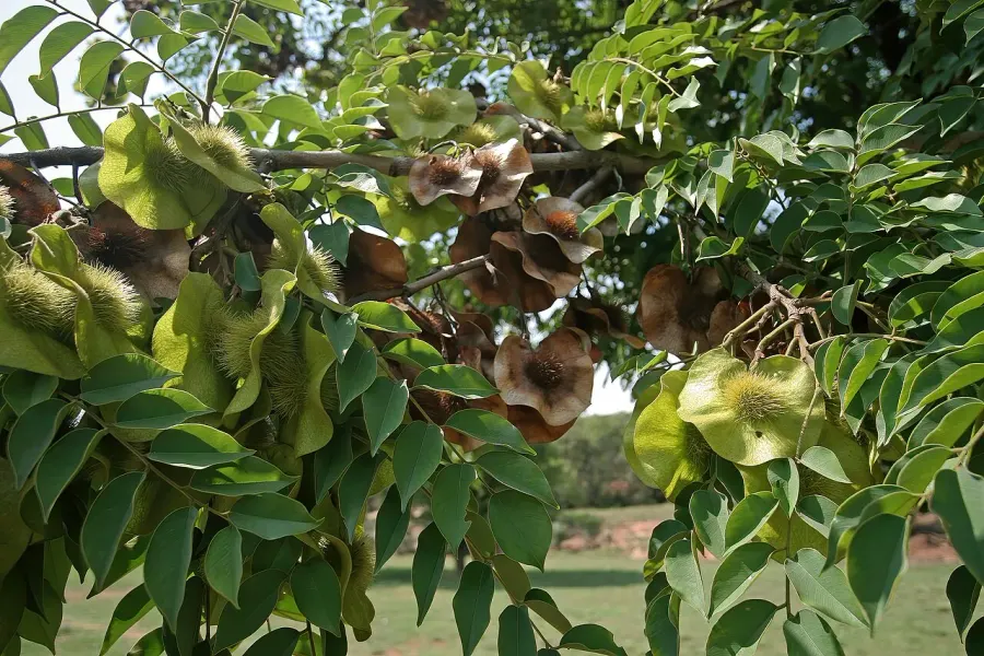La carte Pterocarpus angolensis