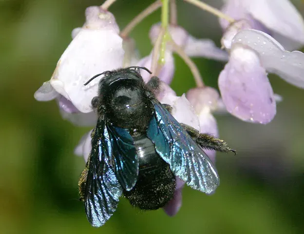 The Xylocopa valga card