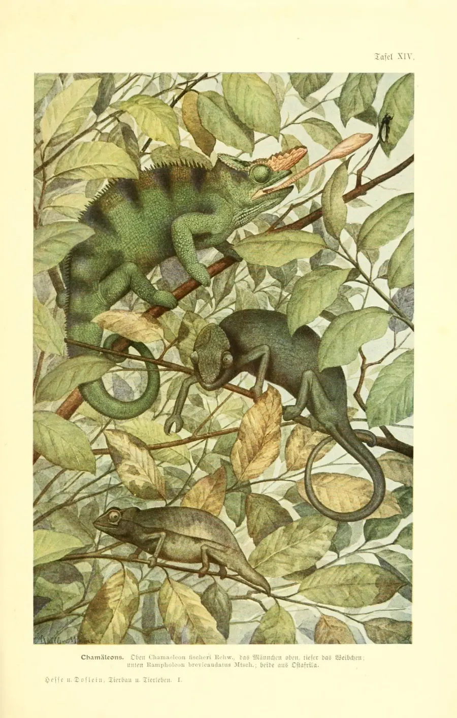 The Fischer's chameleon card