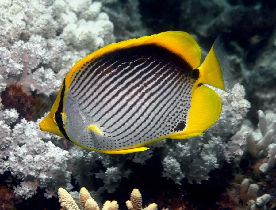 The Blackback butterflyfish card