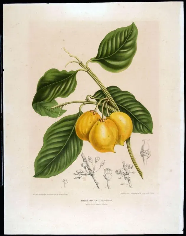 The Garcinia dulcis card