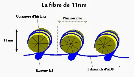 The Nucleosome card