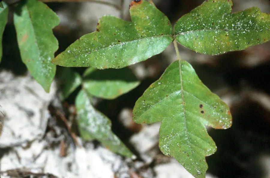 La carte Toxicodendron pubescens