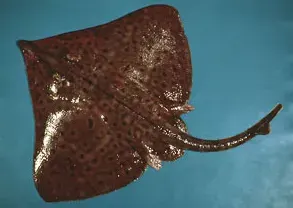 La carte Dipturus laevis