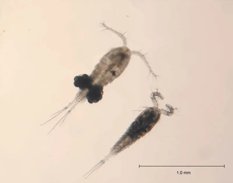 The Cyclopidae card