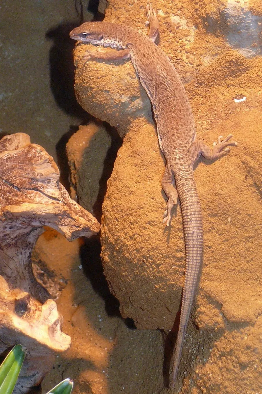 La carte Varanus caudolineatus