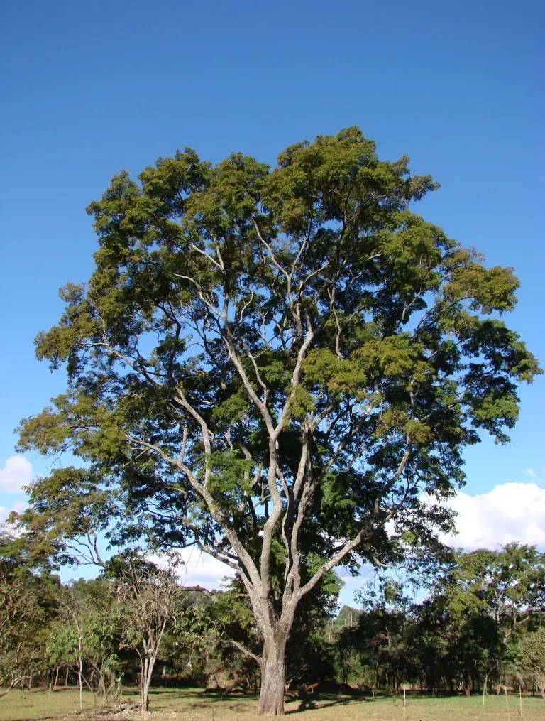 La carte Anadenanthera colubrina