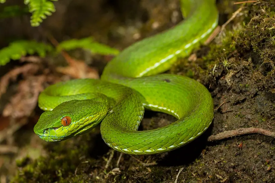 La carte Trimeresurus stejnegeri