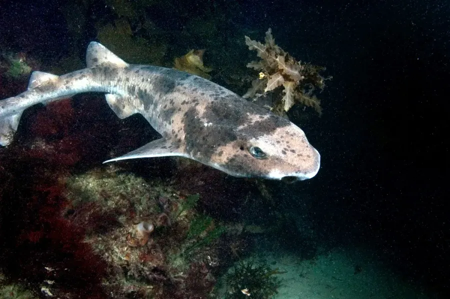 La carte Cephaloscyllium laticeps