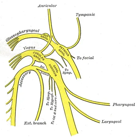 The Accessory nerve card
