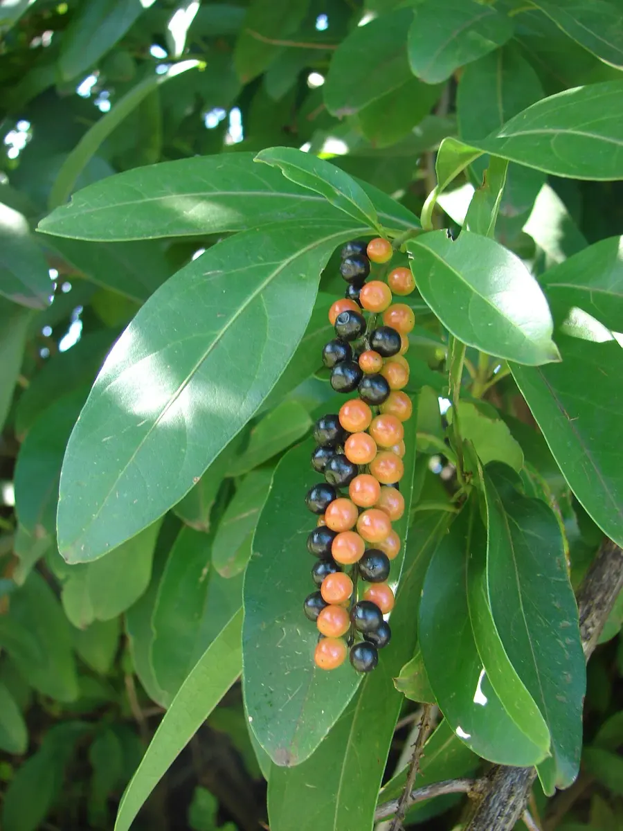 La carte Citharexylum