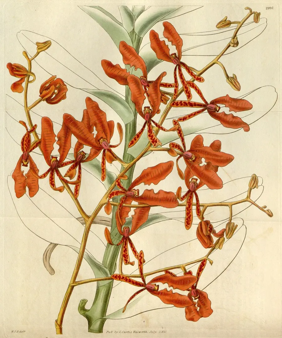 The Renanthera card