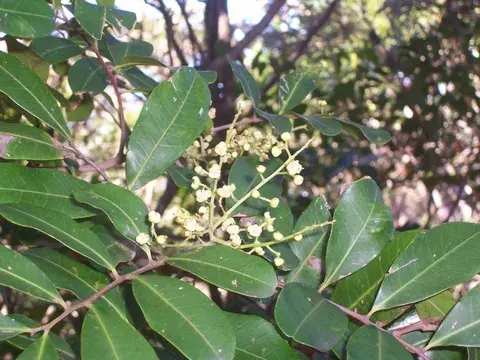 The Cupaniopsis card