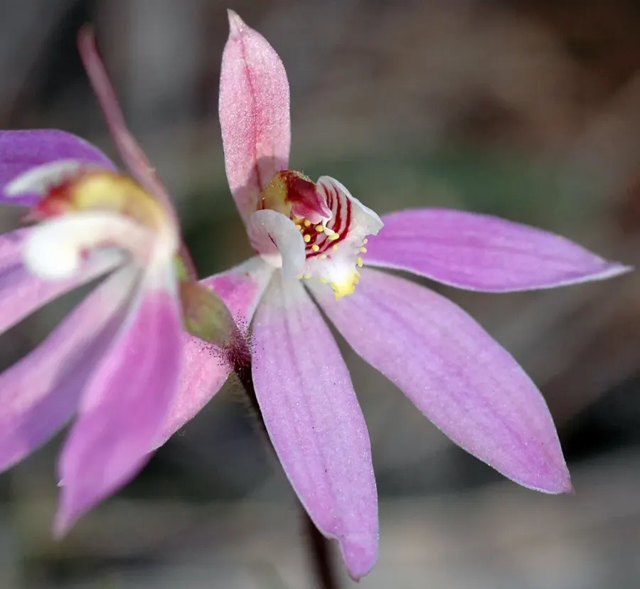 La carte Caladenia