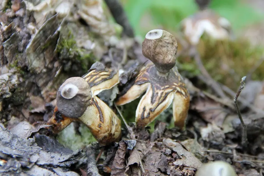 La carte Geastrum quadrifidum